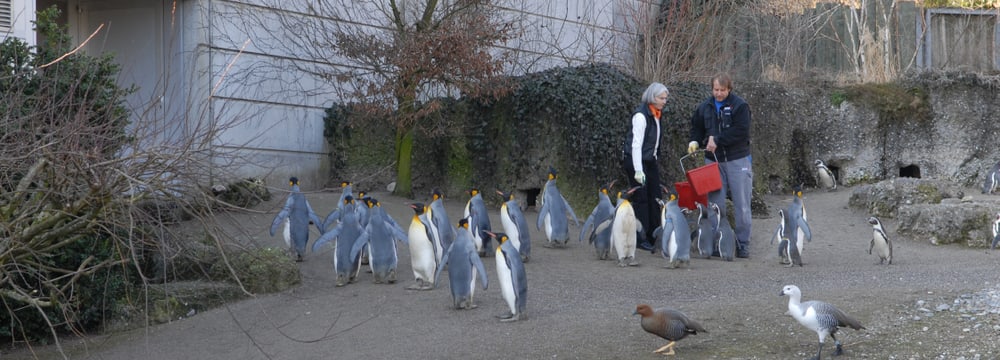 Foto: Zoo Zürich, Cordula Galeffi Erlebnisgutschein Pinguin im Zoo Zürich