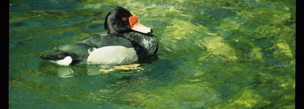 Foto: Zoo Zürich, Robert Zingg Peposakente im Zoo Zürich.