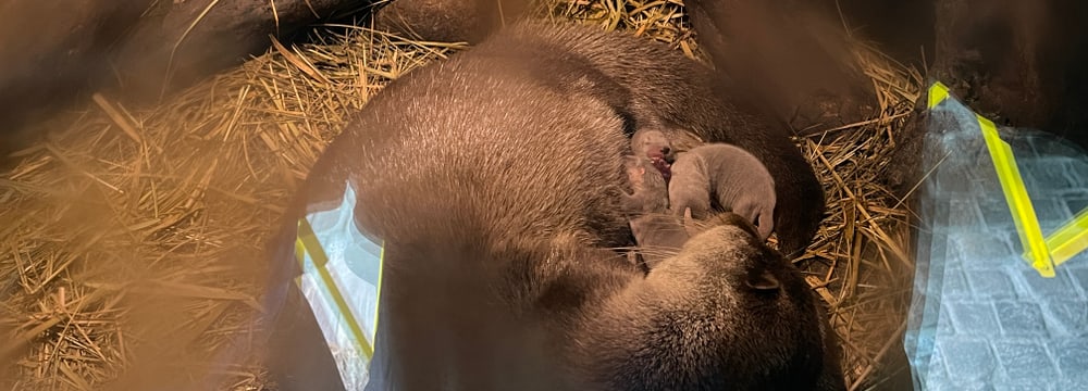 Foto: Zoo Zürich, Sandro Schönbächler Junge Europäische Fischotter mit Mutter Lulu im Zoo Zürich.