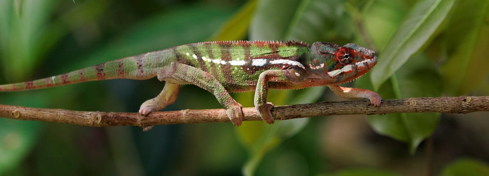 Masoala Regenwald | Zoo Zürich