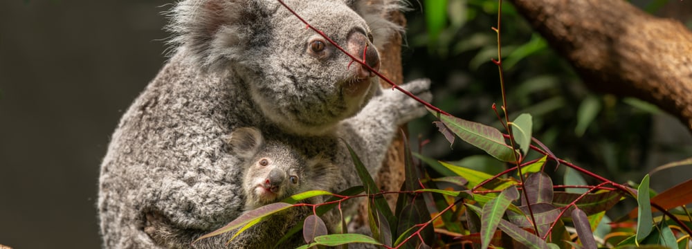 Koala Téa mit Jungtier im Zoo Zürich.