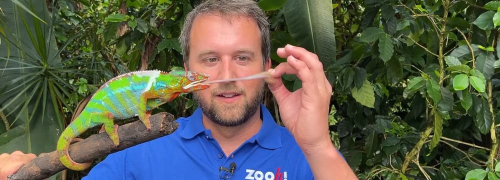 Zookurator Pascal Marty mit einem Pantherchamäleon im Zoo Zürich.