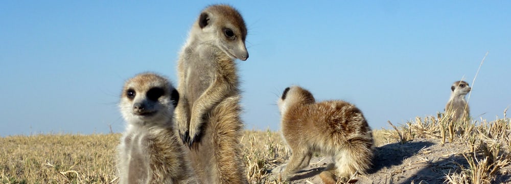 Erdmännchen in Botswana.