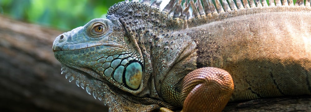 Foto: Zoo Zürich, Enzo Franchini Grüner Leguan im Zoo Zürich
