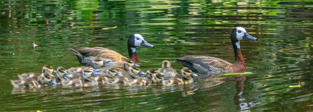 Foto: Zoo Zürich, Fabio Süess Witwenpfeifgänse mit Küken im Masoala Regenwald des Zoo Zürich.