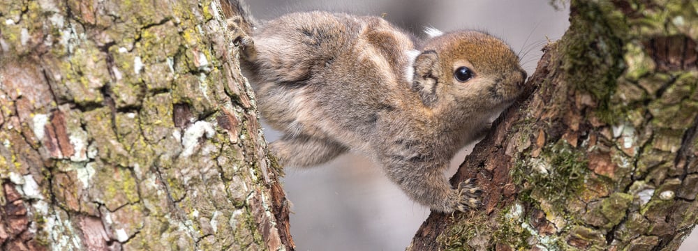 Foto: Zoo Zürich, Enzo Franchini Chinesisches Baumstreifenhörnchen im Zoo Zürich