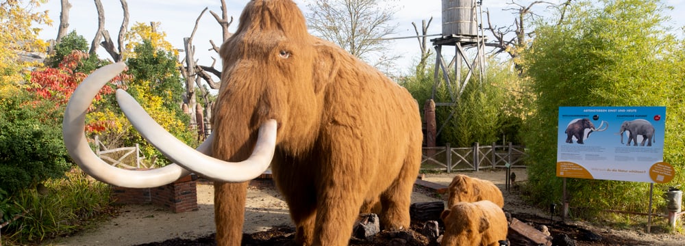 Foto: Zoo Zürich, Nick Soland Mammuts in der Eiszeitausstellung «Kaltgestellt» im Zoo Zürich.