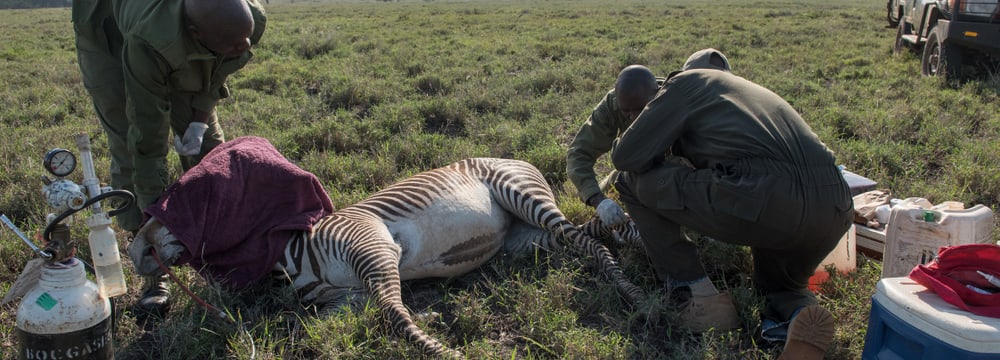 Foto: Zoo Zürich, Martin Bauert Tierarzt Matthew Mutinda verarztet im Lewa Wildlife Conservancy ein Grevyzebra.