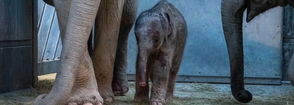 Elefanten mit neugeborenem Jungtier im Kaeng Krachan Elefantenpark im Zoo Zürich. 