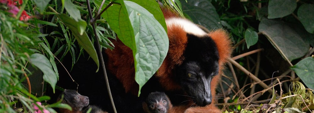 Junge Rote Varis im Masoala Regenwald im Zoo Zürich