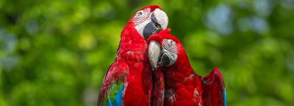 Foto: Zoo Zürich, Enzo Franchini Grünflügelaras im Zoo Zürich.