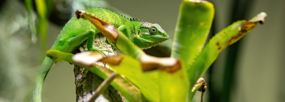 Peruanischer Buntleguan im Zoo Zürich