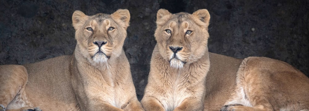 Foto: Zoo Zürich, Peter Bolliger Asiatische Löwen Kalika und Jeevana 2022 im Zoo Zürich.