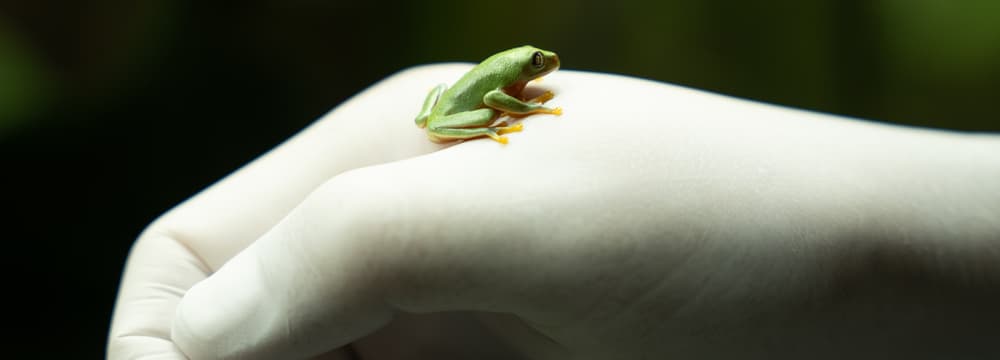 Nachwuchs des Orangeaugen-Laubfrosches auf Hand.