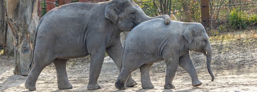 Foto: Zoo Zürich, Enzo Franchini Asiatische Elefanten Omysha (l.) und Umesh im Kaeng Krachan Elefantenpark des Zoo Zürich.