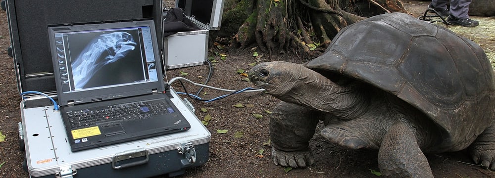 Examen radiographique d'une tortue géante Aldabra dans la  la Forêt pluviale de Masoala du Zoo de Zurich.
