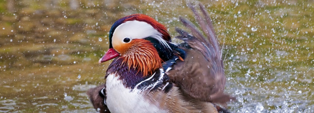 Foto: Zoo Zürich, Karsten Blum Mandarinente im Zoo Zürich