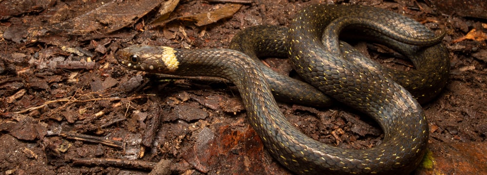Compsophis vinckei im Makira Naturpark