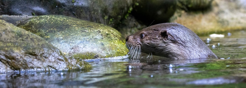 Foto: Zoo Zürich, Enzo Franchini Fischotter-Weibchen Cleo im Zoo Zürich.
