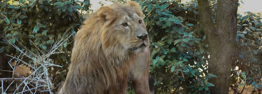 Löwenkater Jadoo im Zoo Zürich.