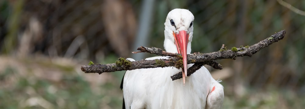 Foto: Zoo Zürich, Dennis Mettler Europäischer Weissstorch im Zoo Zürich.