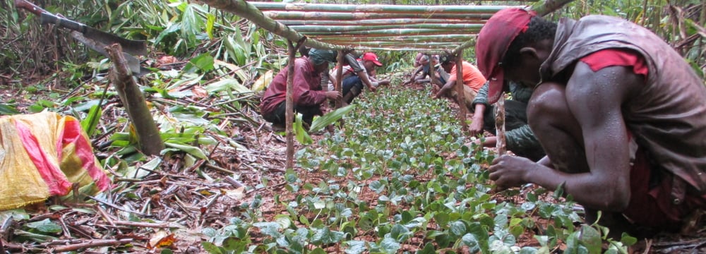 Production de Pepinière in Madagaskar.