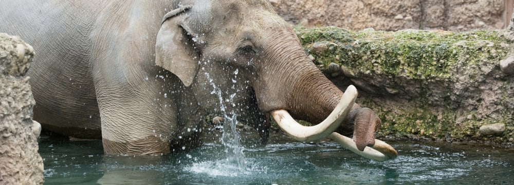 Asiatischer Elefant Maxi im Kaeng Krachan Elefantenpark des Zoo Zürich.