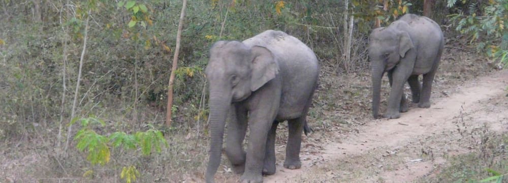Wildlebende Asiatische Elefanten in Thailand.