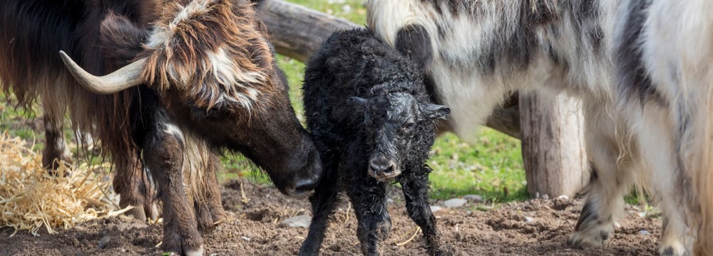 Junger Hausyak in der Mongolischen Steppe im Zoo Zürich.