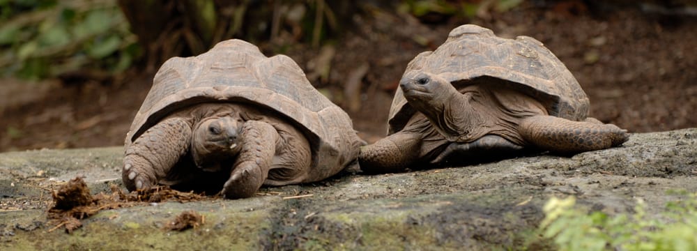 Aldabra-Riesenschildkröten im Masoala Regenwald