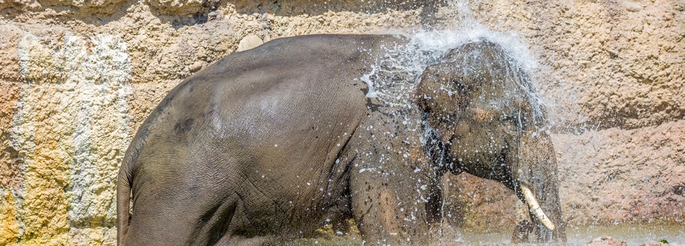 Foto: Zoo Zürich, Enzo Franchini Asiatischer Elefant Thai im Kaeng Krachan Elefantenpark des Zoo Zürich (2015).