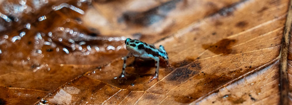 Rio Pescado stubfoot toad Rio Pescado stubfoot toad