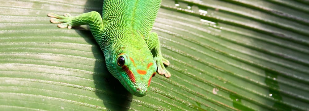 Foto: Zoo Zürich, Rita Schlegel Grosser Madagaskar-Taggecko im Masoala Regenwald des Zoo Zürich.