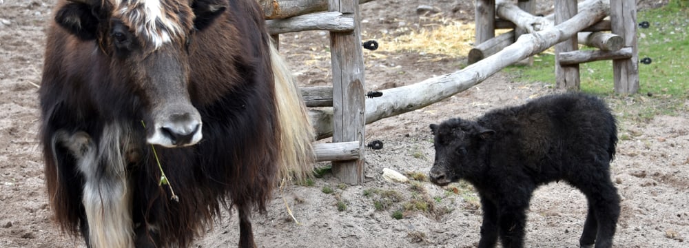 Junger Hausyak in der Mongolischen Steppe im Zoo Zürich.