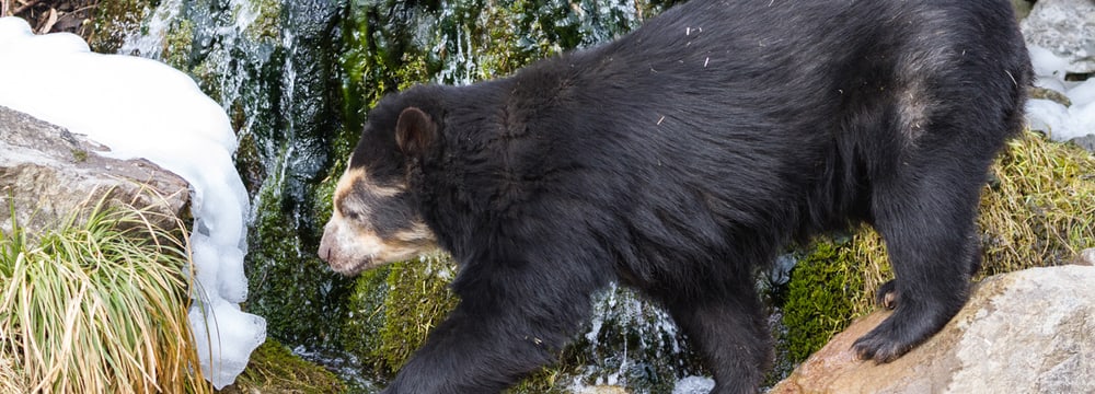 Brillenbärin Sisa im Sangay Bergnebelwald im Zoo Zürich.