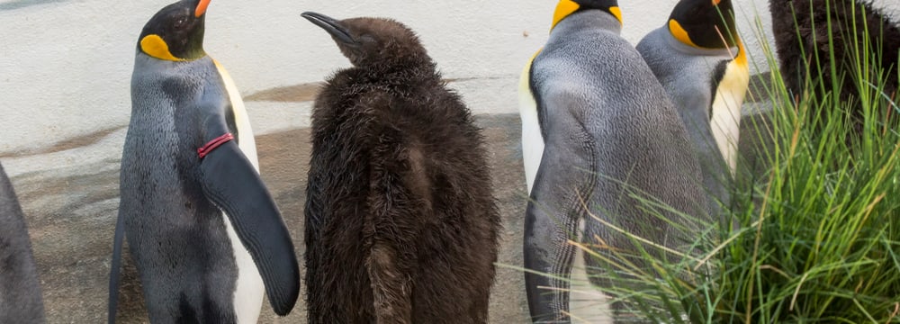 Königspinguine im Zoo Zürich.