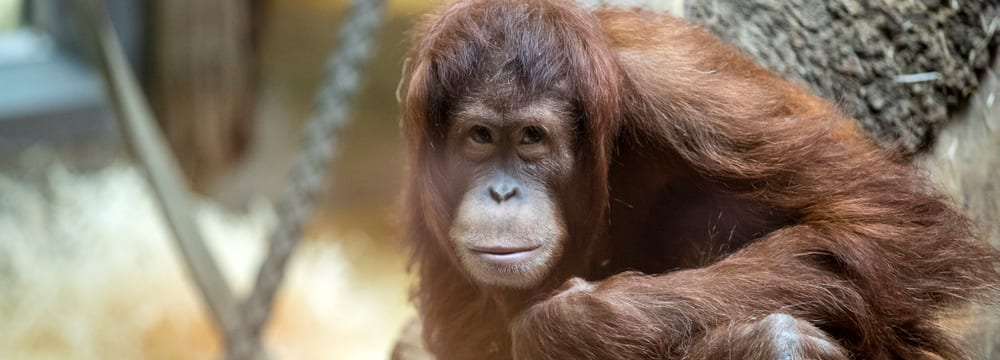 Sumatra-Orang-Utan Mimpi im Zoo Zürich.