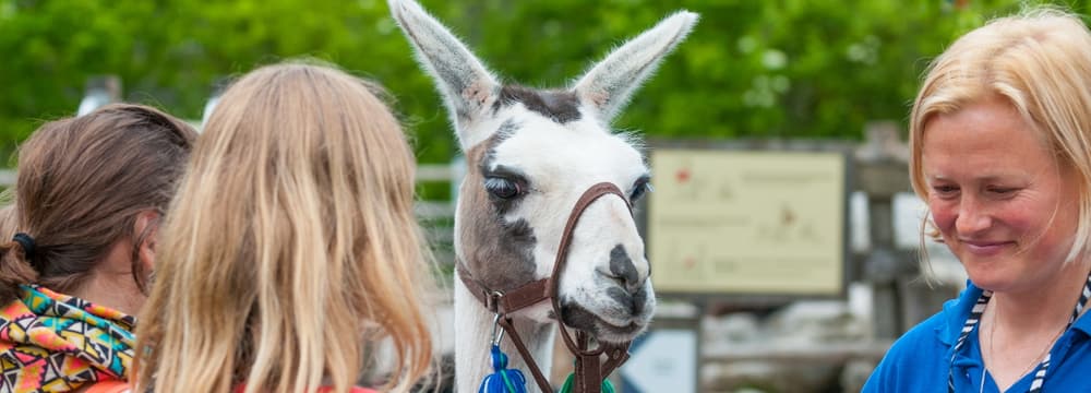 Foto: Zoo Zürich, Corinne Invernizzi Symbolbild Schule im Zoo Zürich