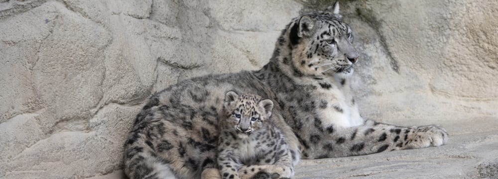 Schneeleopard mit Jungtier im Zoo Zürich.