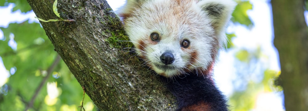 Foto: Zoo Zürich, Enzo Franchini Kleiner Panda Siddhi im Zoo Zürich.