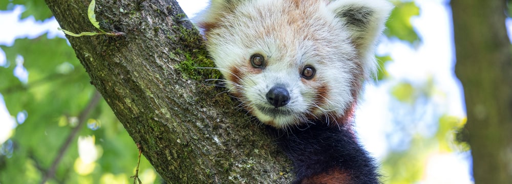 Kleiner Panda Siddhi im Zoo Zürich.