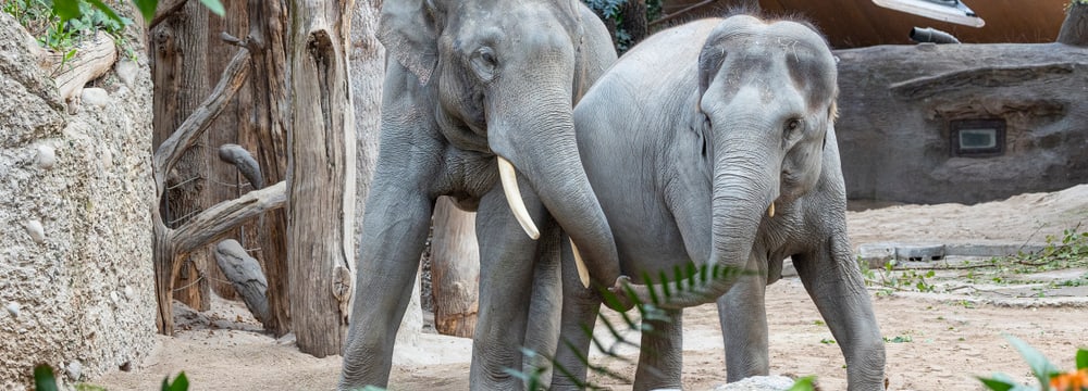 Asiatische Elefanten Thai und Farha im Kaeng Krachan Elefantenpark des Zoo Zürich.