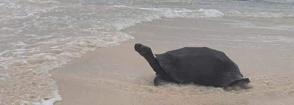 Schwimmende Schildkröte