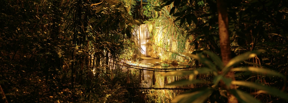 Beleuchteter Masoala Regenwald im Zoo Zürich. Visual für Masoala by Night 2026.