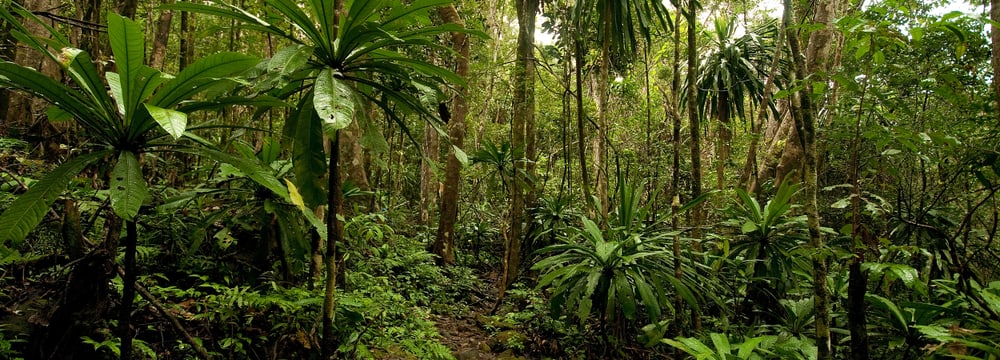 Foto: Zoo Zürich, Martin Bauert Masoala-Nationalpark auf Madagaskar.