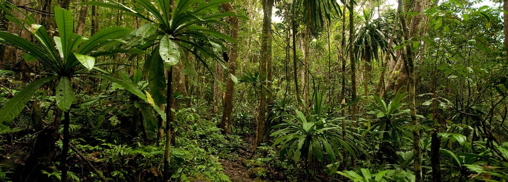 Masoala-Nationalpark auf Madagaskar.