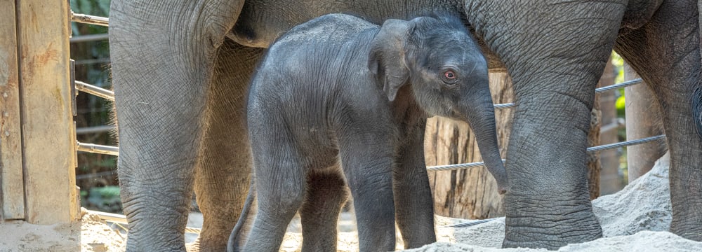 Foto: Zoo Zürich, Enzo Franchini Elefantenkalb im Zoo Zürich geboren.