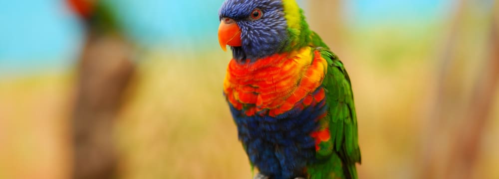 Foto: iStockphoto, 49pauly Allfarblori.
