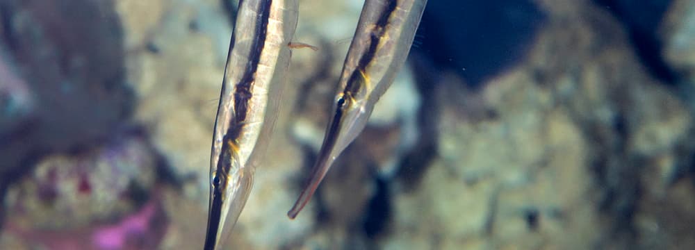 Gestreifter Schnepfenmesserfisch im Zoo Zürich