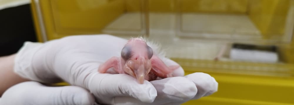 Hyazinthara-Küken im Labor des Naturschutzpartners Arara Azul